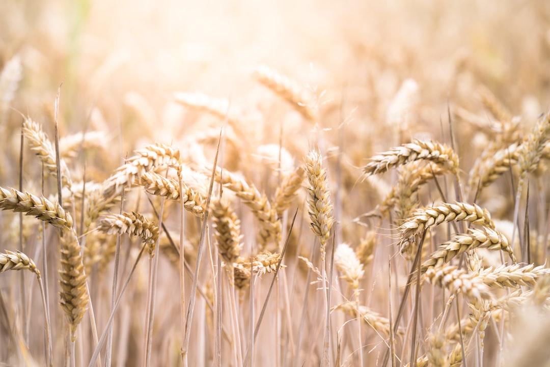 Staple Foods of the Roman Soldier